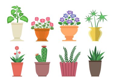 Dieffenbachia Pot vektör çizim çiçek
