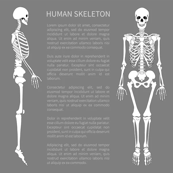 Människans skelett och Text prov vektorillustration — Stock vektor