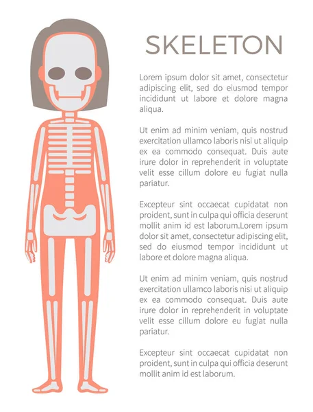 Skeleton Poster of Woman Body Vector Illustration — Stock Vector