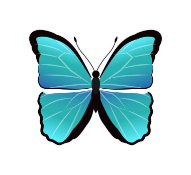 Morfo Peleides kelebek vektör çizim