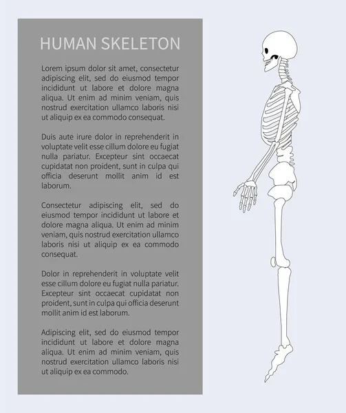 Human Skeleton System Poster Vector Illustration — Stock Vector