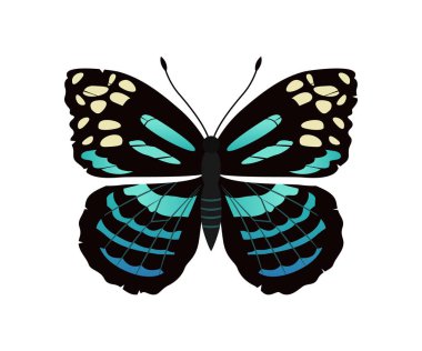 Parantica Melaneus kelebek vektör çizim