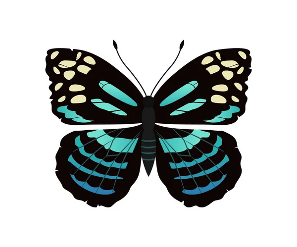 Parantica Melaneus Mariposa Vector Ilustración — Archivo Imágenes Vectoriales