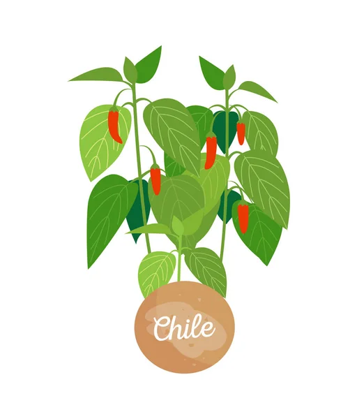 智利和会徽以标题向量例证 — 图库矢量图片