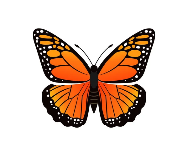 Viceroy Limenitis Archippus Vector Illustration — Stock Vector