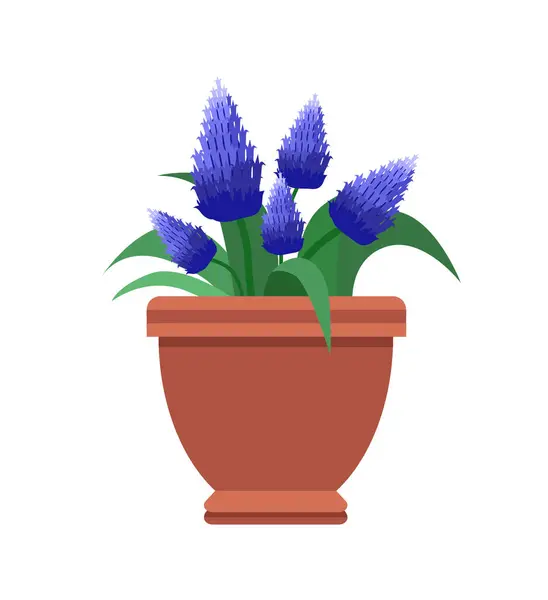 Muscari quarto flor planta vetor ilustração —  Vetores de Stock