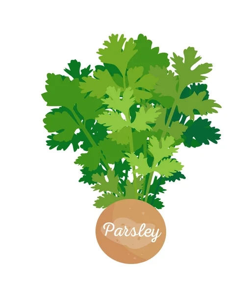 Parsley Poster and Spice, Vector Illustration