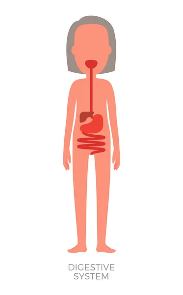 Digesteve システム女性生物の内部ビルド — ストックベクタ