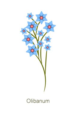 Olibanum Herb Poster başlık vektör çizim