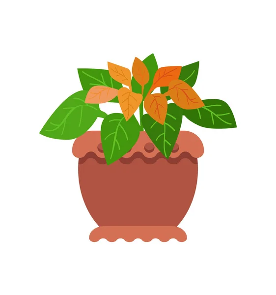 Pseuderanthemum Quarto Planta Vetor Ilustração — Vetor de Stock