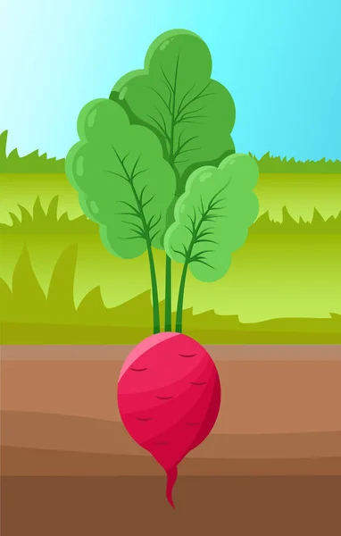 Beetroot Tumbuh di Tanah, Vector Illustration - Stok Vektor