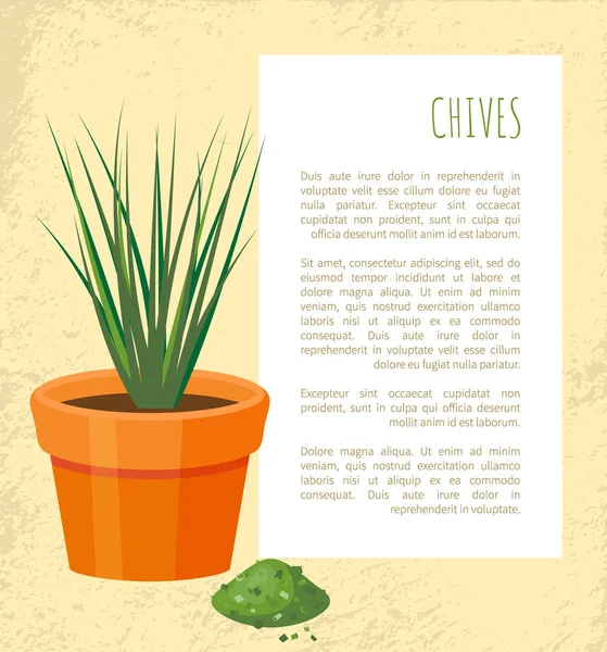 Cartel de Chives y planta en maceta Vector Ilustración — Vector de stock