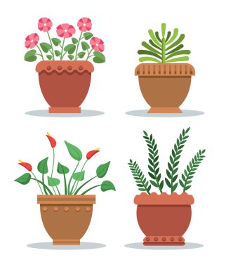 Kapalı kil kaplarda bitkiler yapraklı ve çiçeği ile