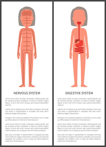 Układu nerwowego i przewodu pokarmowego kobiety s Anatomy — Wektor stockowy