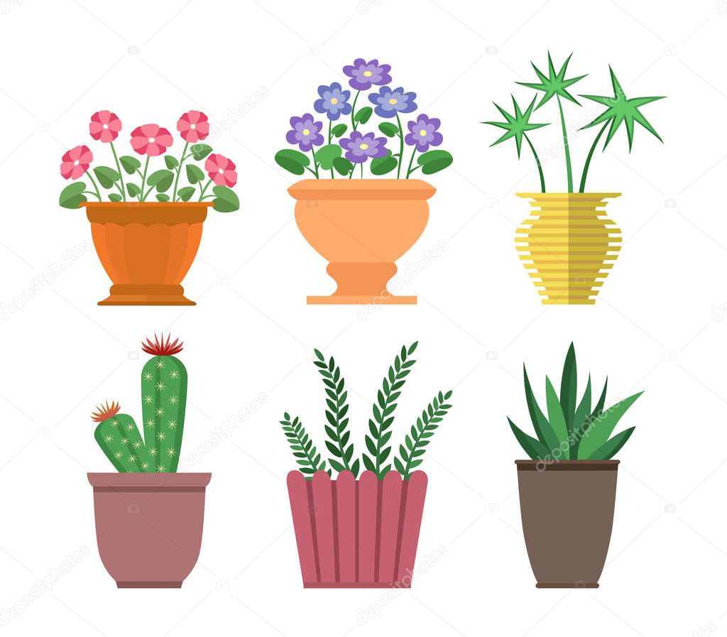 House Plants Types Collection Vector Illustration