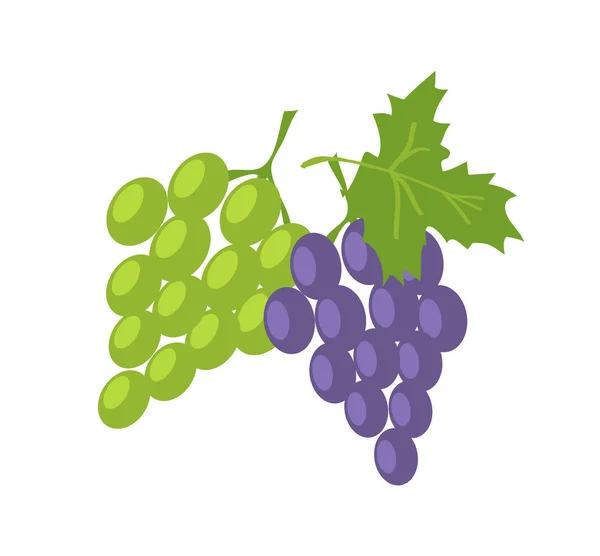 Dos clases de frutas frescas de uva, verde y lila — Archivo Imágenes Vectoriales
