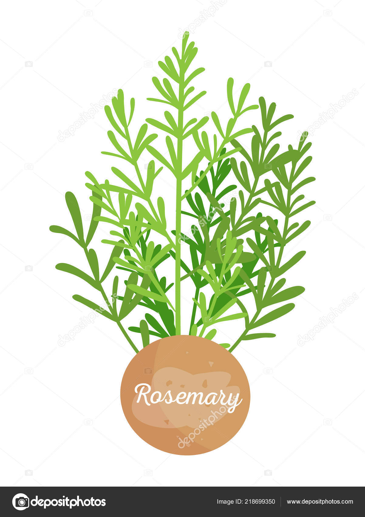 無料イラスト画像 Hd限定ローズ マリー イラスト