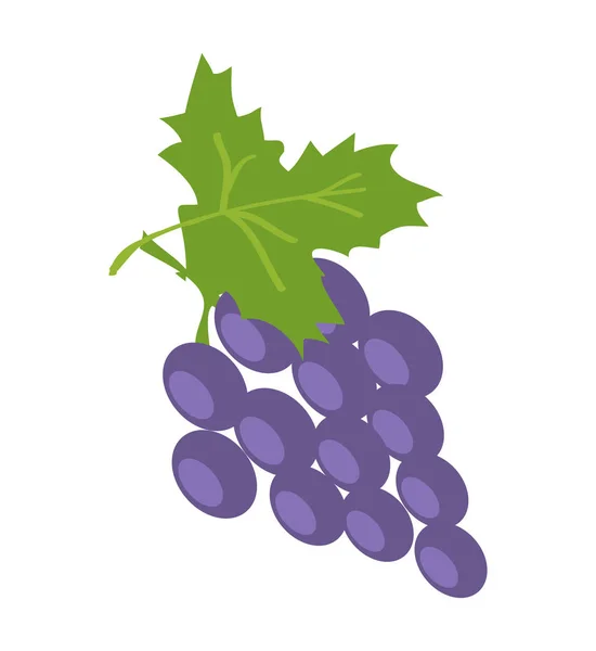 Brunch de raisin lilas, Illustration vectorielle couleur — Image vectorielle
