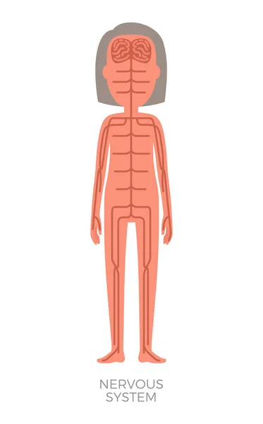 Sistema nervioso Mujer Anatomía Vector Ilustración — Vector de stock