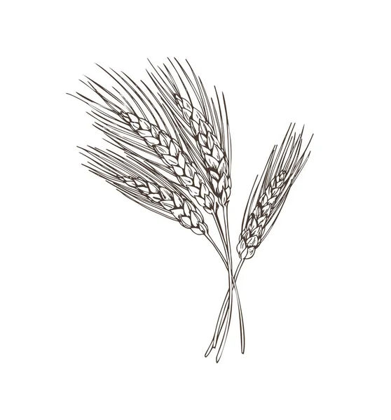 Weizenbier als Grundzutat Vektor Illustration — Stockvektor
