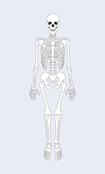 Esqueleto del cuerpo humano Vector Ilustración — Vector de stock