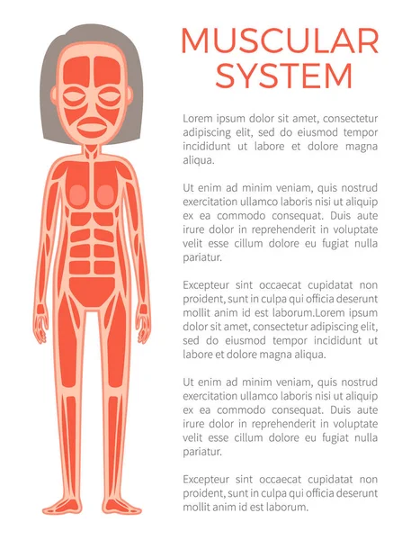 Muscular System of Body Poster Vector Illustration — Stock Vector