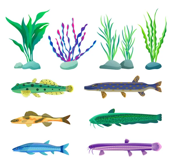 Illustration verschiedener Algen und Meereslebewesen — Stockvektor