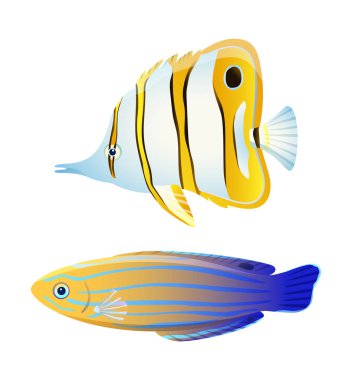 Kelebek balık ve mavi çizgili pembe maymun wrasse