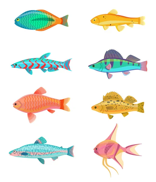 Red Zebra en Jewel Cichlid vectorillustratie — Stockvector