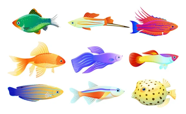 Common and Rare Aquarium Fish Illustration Set — Stock Vector