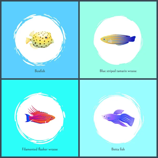 Boxfish e Betta Peixes Cartazes Ilustração vetorial — Vetor de Stock
