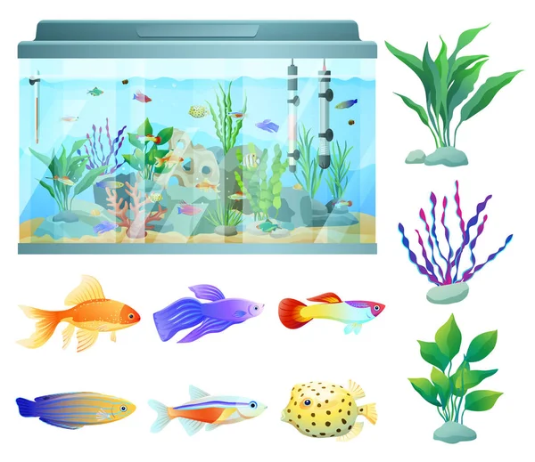 Aquarium in Glass Container Vector Illustration — Stock Vector
