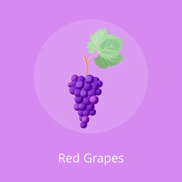 Vörös szőlő poszter csomó lila szőlő vektor — Stock Vector