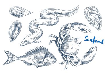 Deniz ürünleri örnek olarak farklı deniz hayvanları