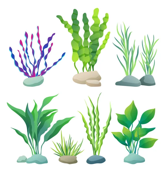 Algas de mar o acuario Tipos Color Illustration Set — Vector de stock