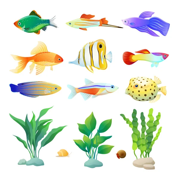 Akvarium invånare Specie och alger färg affisch — Stock vektor