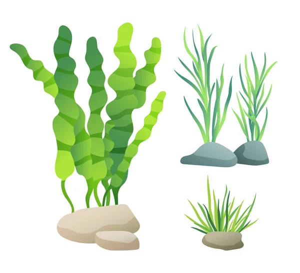 Mare o acquario alghe tipi colore Illustrazione Set — Vettoriale Stock