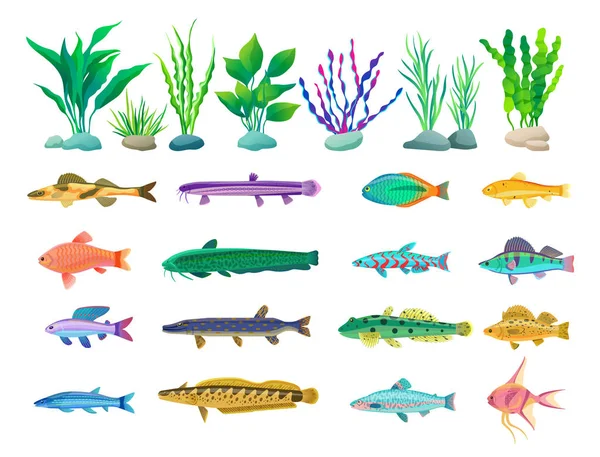 Различные иллюстрации морских существ и водорослей — стоковый вектор