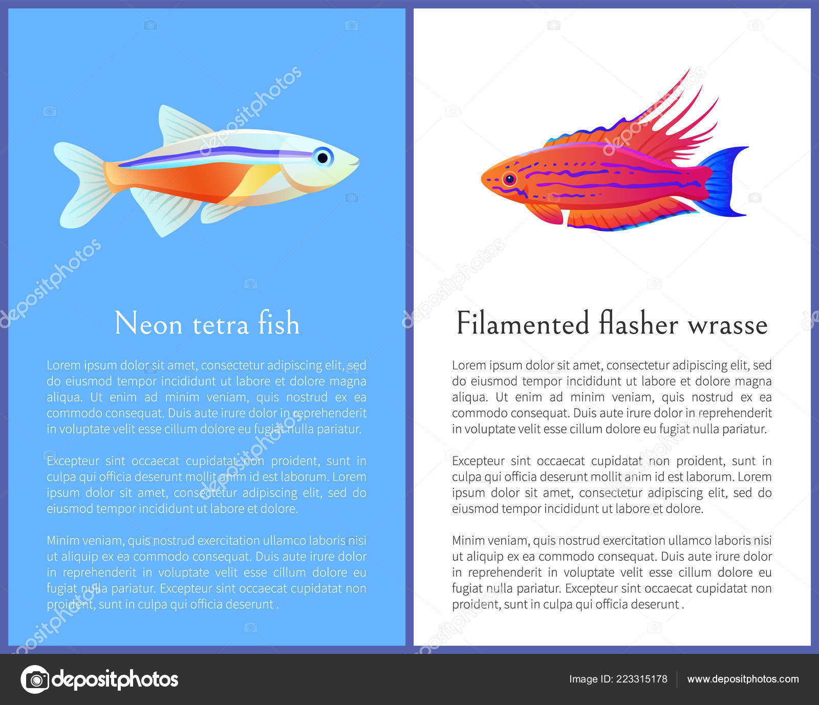 Flasher Le Wrasse Et Poissons Néon Tétra Image Vectorielle