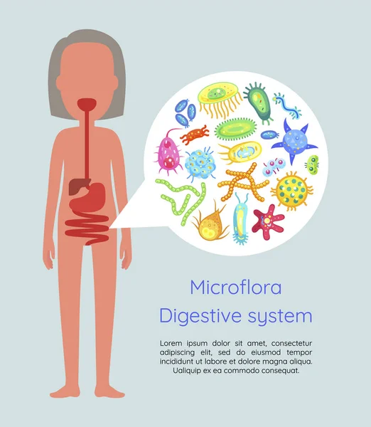 Microflora 소화 시스템 벡터 일러스트 레이 션 — 스톡 벡터