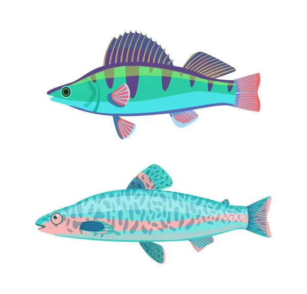 Θαλάσσια ψάρια Jack Dempsey οριστεί εικονογράφηση διάνυσμα — Διανυσματικό Αρχείο