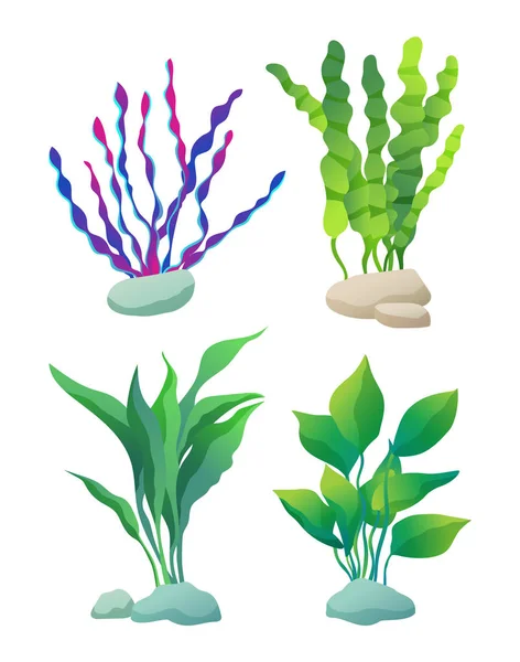 Sea or Aquarium Algae Types Color Illustration Set — Stock Vector