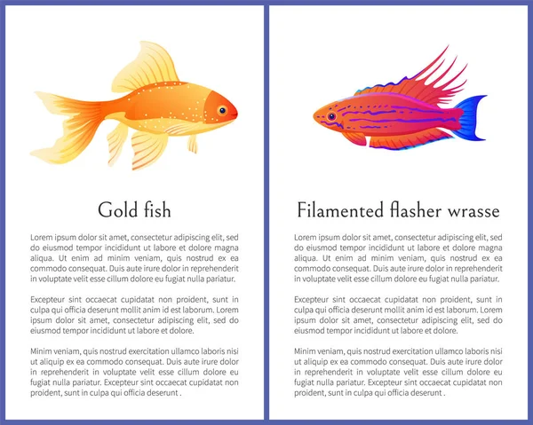 Gefilmte Lippfisch- und Goldfisch-Poster — Stockvektor