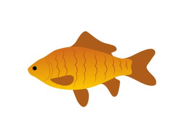 Simge Closeup vektör çizim kırmızı Zebra balık