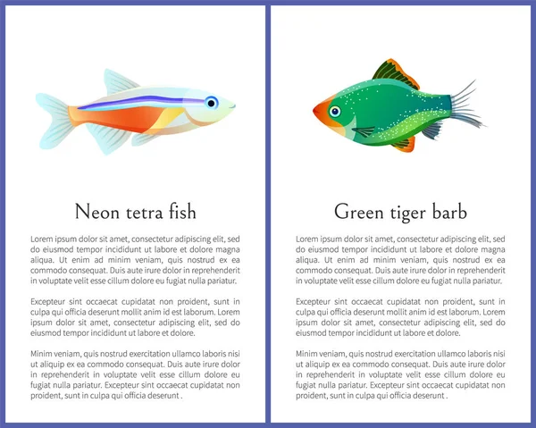 Grüne Tigerbarbe und neonfarbene Tetra-Fische — Stockvektor