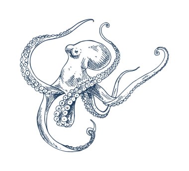 Ahtapot deniz ürünleri vektör tek renkli çizim