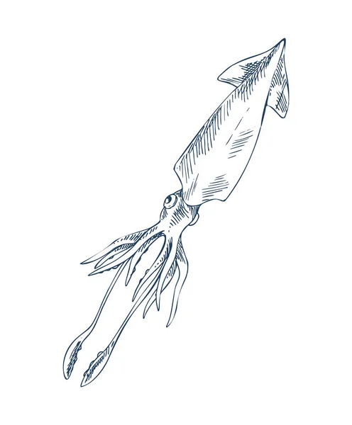 Squid Marine Abitante Disegno Stile Raffigurazione — Vettoriale Stock