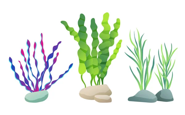 Seaweed for aquarium sketch vector Illustration — Stock Vector