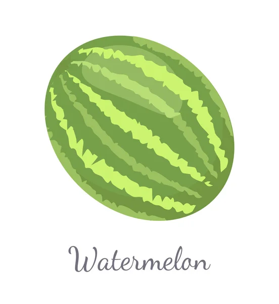 Sandía Citron Melon Berry Maduro Fruta Tropical — Vector de stock