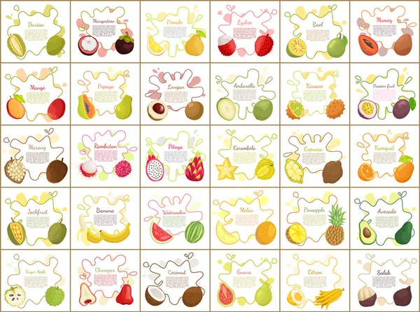 Azúcar Manzana y Durian Rebanadas Vector Ilustración — Archivo Imágenes Vectoriales